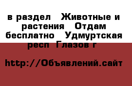  в раздел : Животные и растения » Отдам бесплатно . Удмуртская респ.,Глазов г.